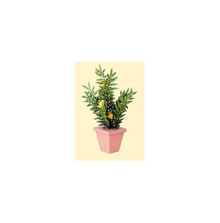 Citrusv�xt