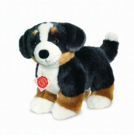 Hund: Berner Sennenvalp