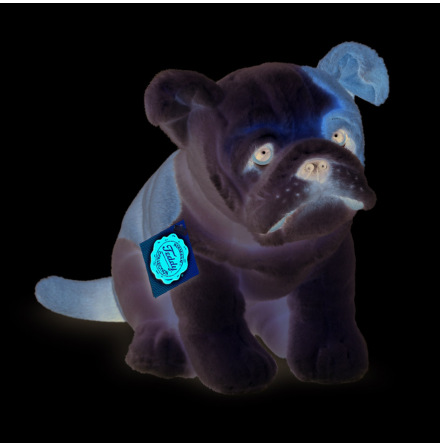 Hund: Engelsk bulldog