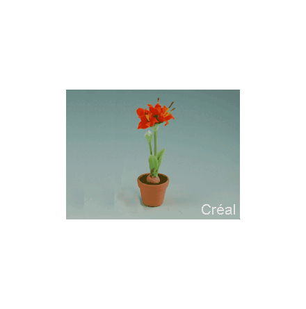 Amaryllis