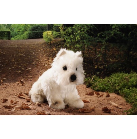 Westhighland terrier Enno