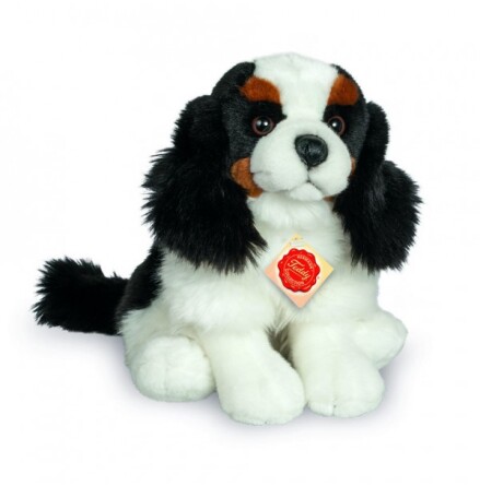 Hund: King Charles Spaniel