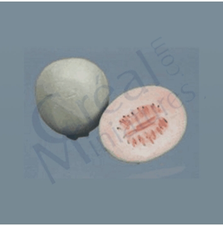 Melon, Contaloupe, halv