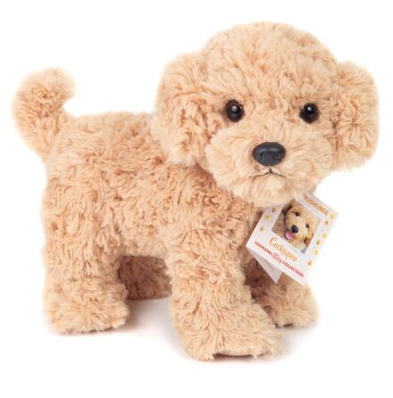 Hund: Cockapoo