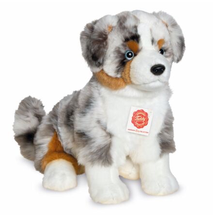 Hund: Australian Shepherd